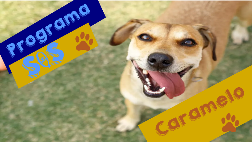 Em parceria com veterinários, projeto "SOS Caramelo" propõe castrações e educação para guarda responsável em Tapira